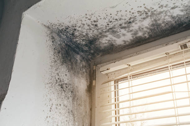 Trusted Black Mold Removal service in East Norwich, NY - Cheap Mold Removal